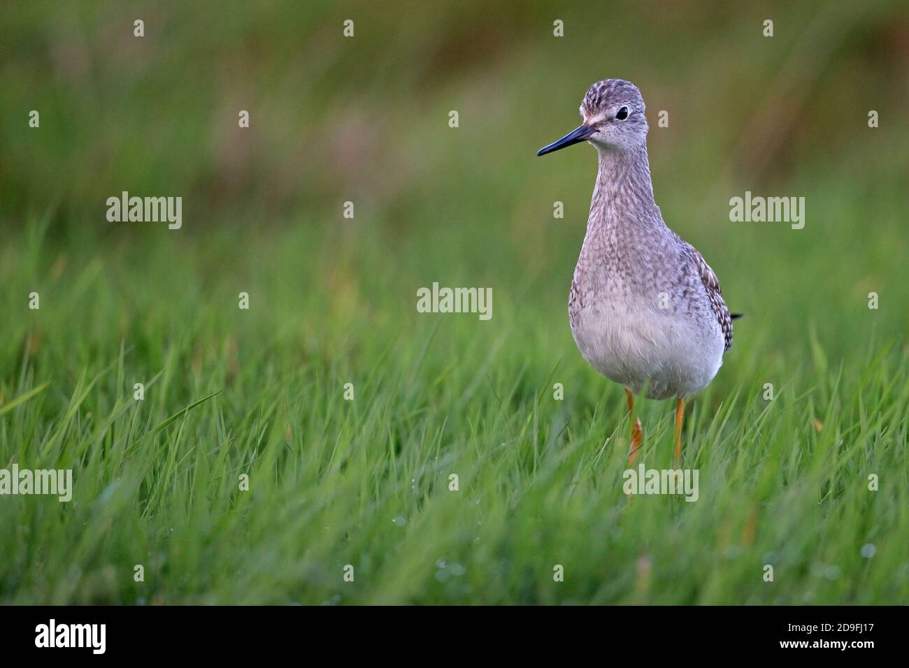 Lesser Yellowlegs (Tringa flavipes) Stock Photo