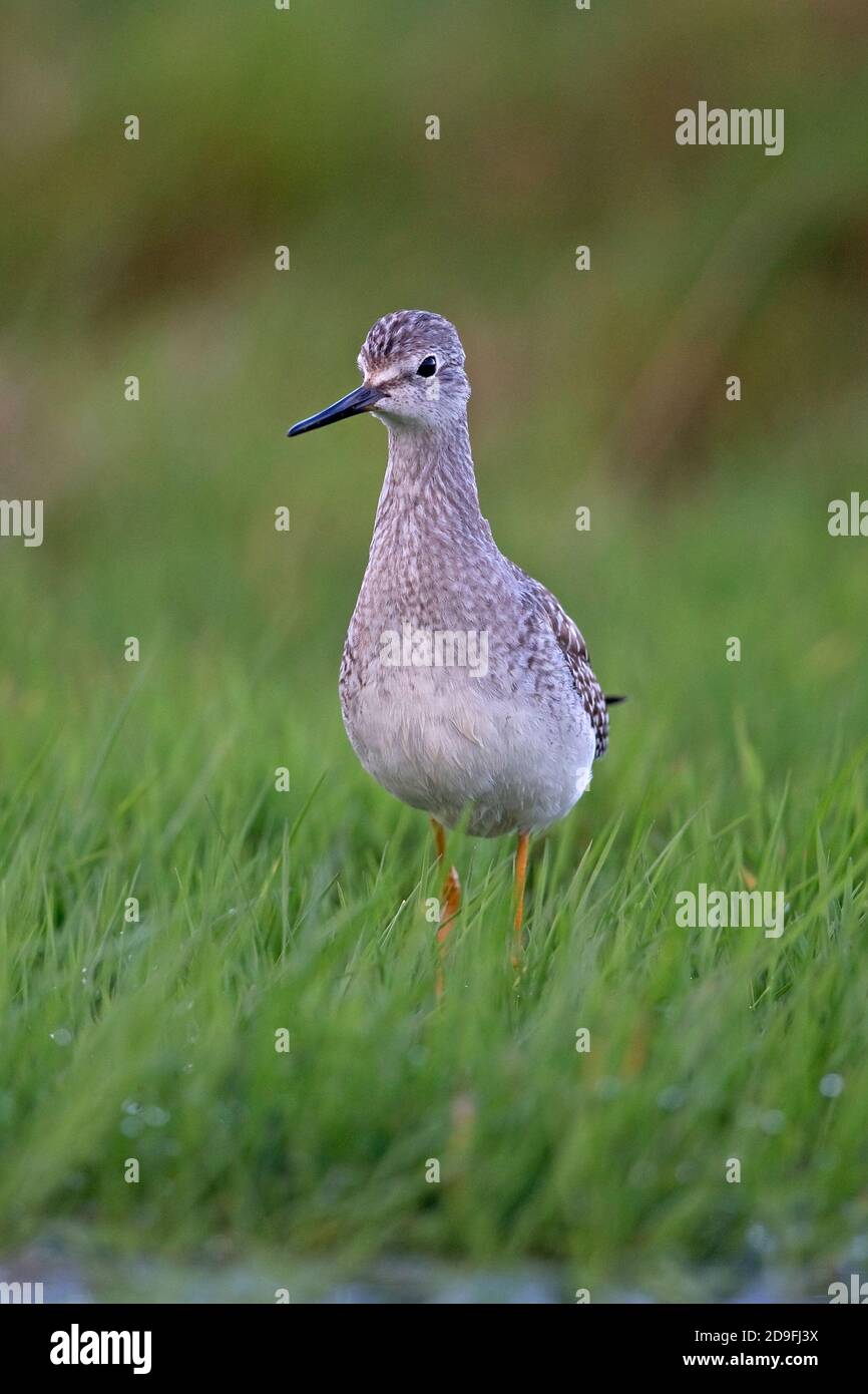 Lesser Yellowlegs (Tringa flavipes) Stock Photo