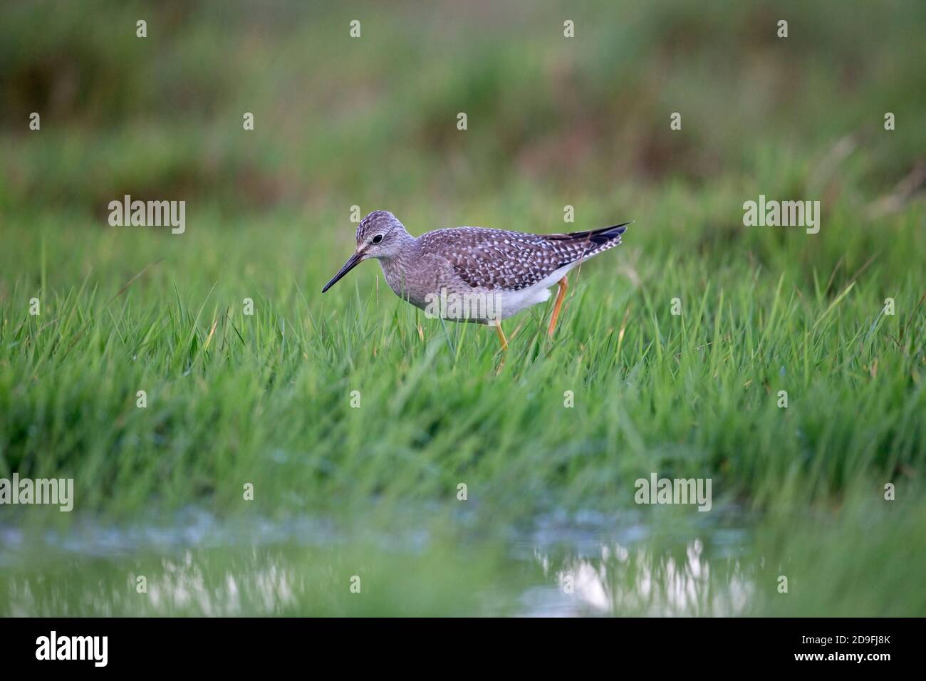 Lesser Yellowlegs (Tringa flavipes) Stock Photo