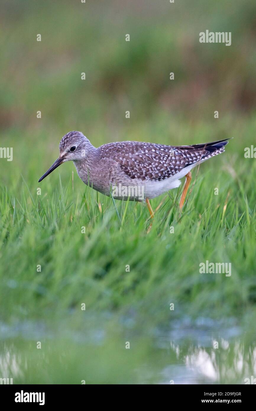 Lesser Yellowlegs (Tringa flavipes) Stock Photo