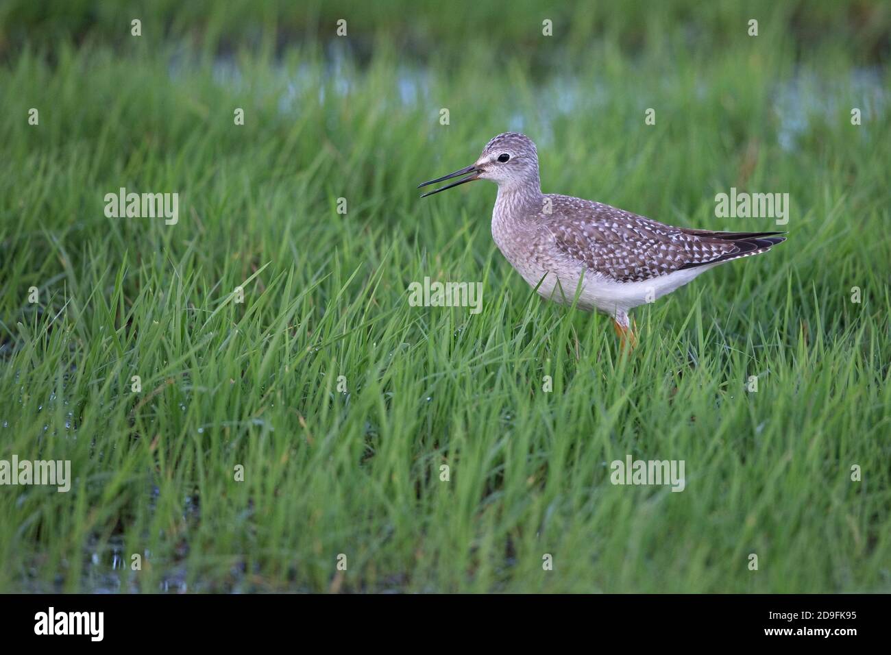 Lesser Yellowlegs (Tringa flavipes) Stock Photo