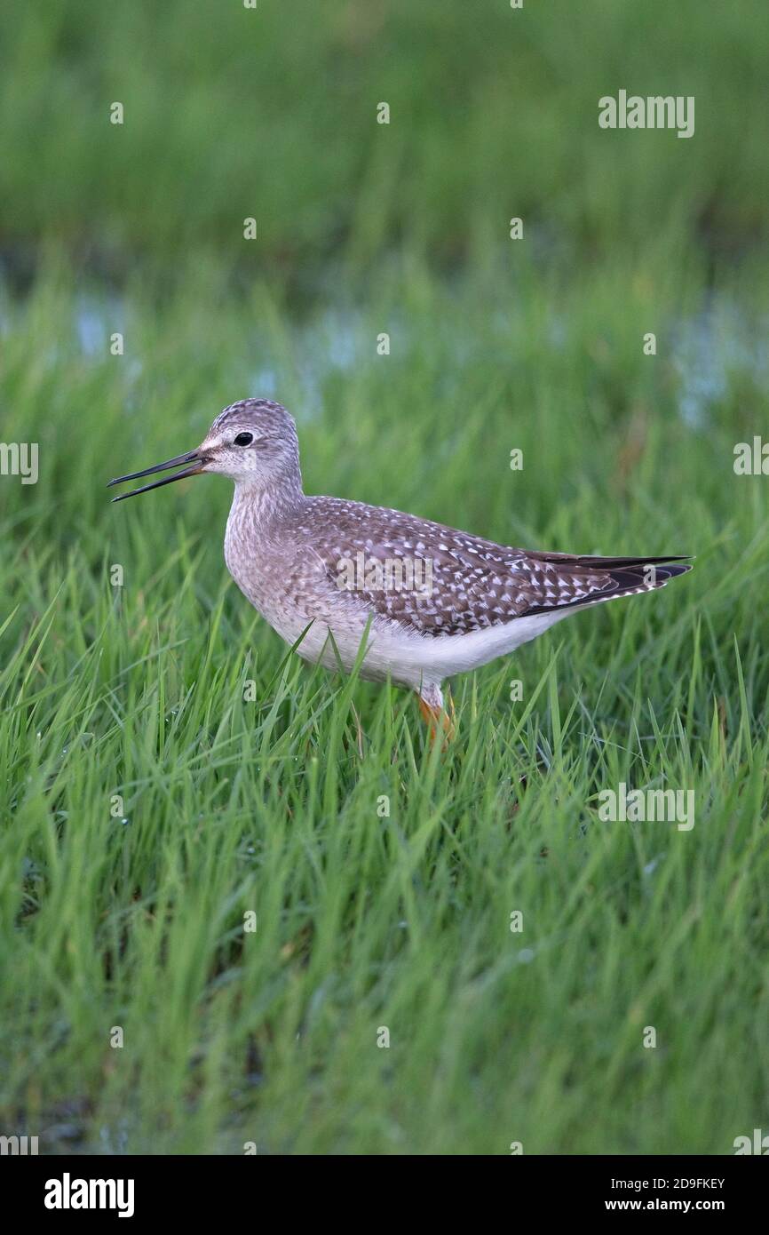 Lesser Yellowlegs (Tringa flavipes) Stock Photo
