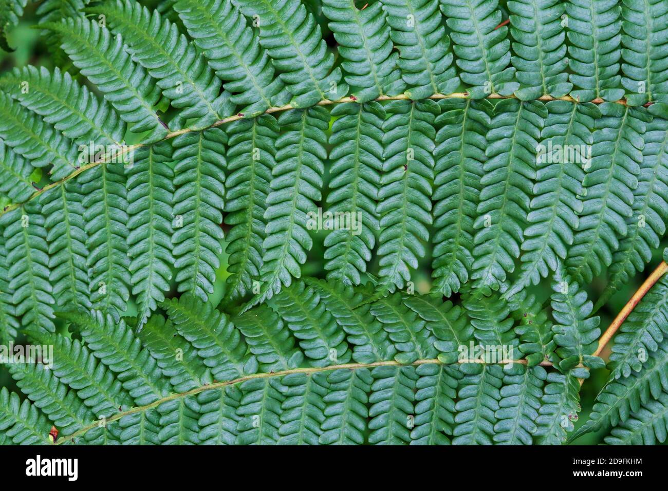 Texture of Mint Leaves stock photo. Image of jagged - 273279734