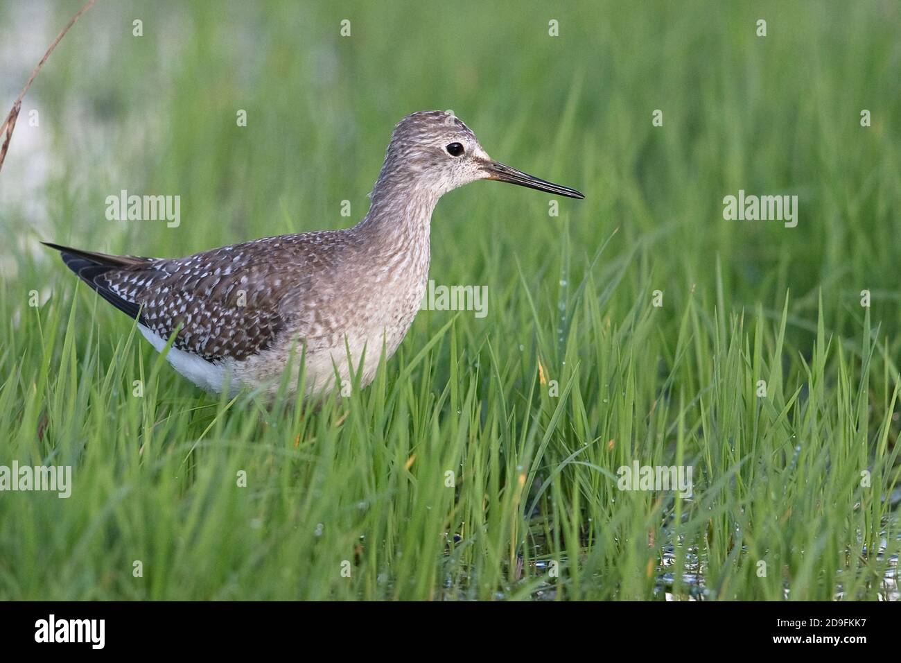 Lesser Yellowlegs (Tringa flavipes) Stock Photo