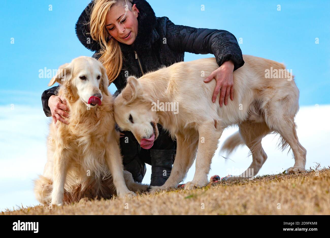 Young woman and her pets having a funny time in outdoor.Funny dogs.Golden retriever Stock Photo