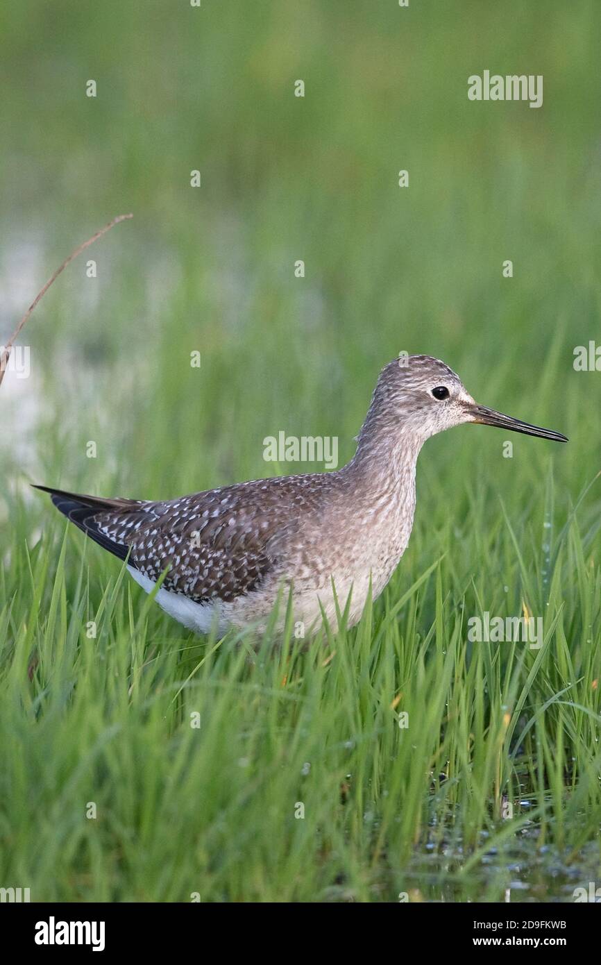 Lesser Yellowlegs (Tringa flavipes) Stock Photo