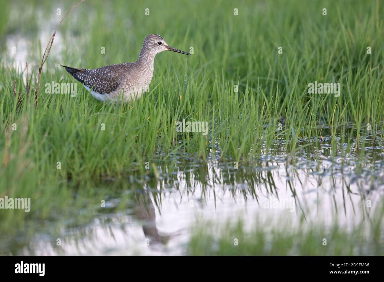 Lesser Yellowlegs (Tringa flavipes) Stock Photo