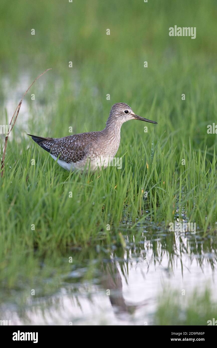 Lesser Yellowlegs (Tringa flavipes) Stock Photo