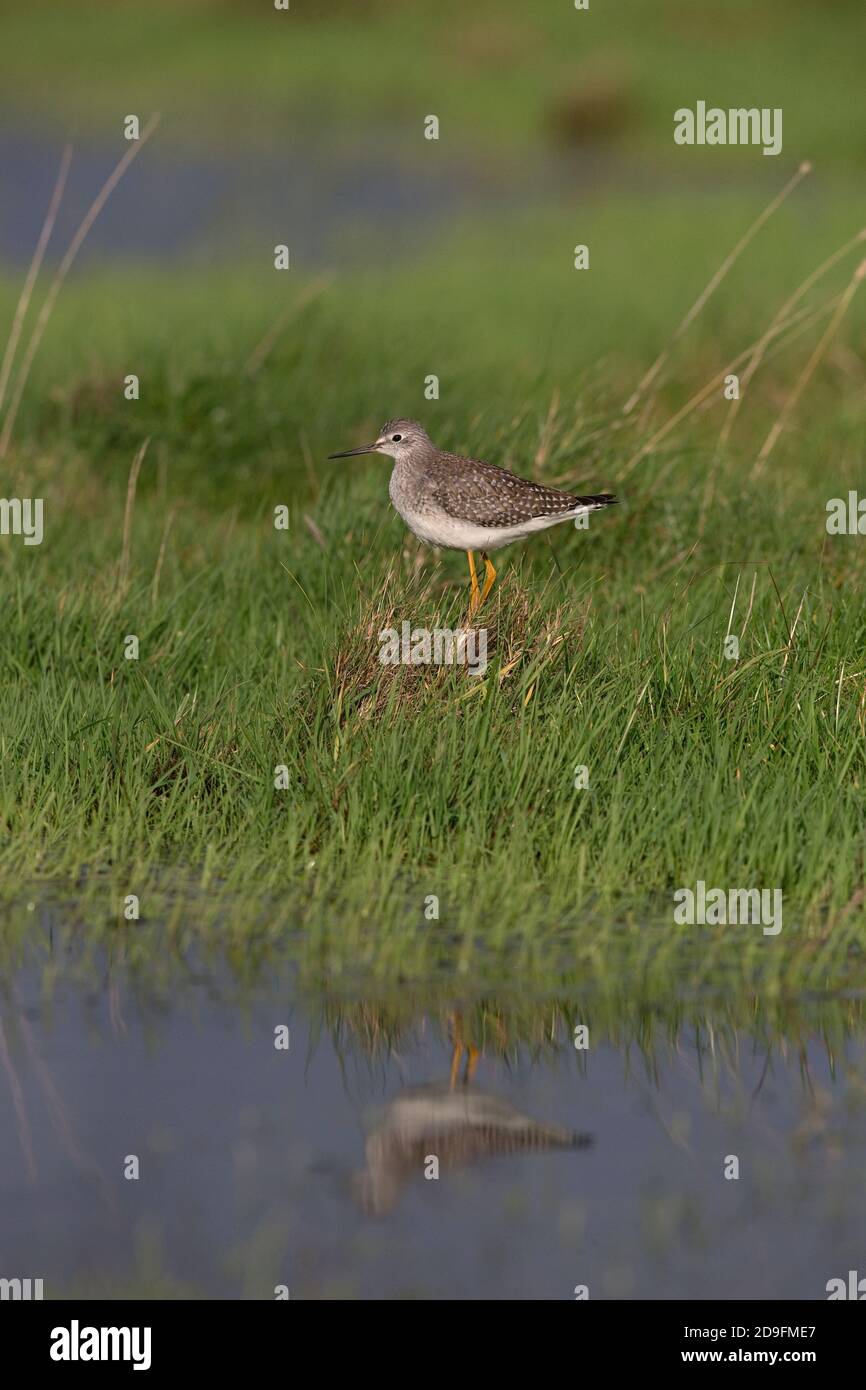 Lesser Yellowlegs (Tringa flavipes) Stock Photo
