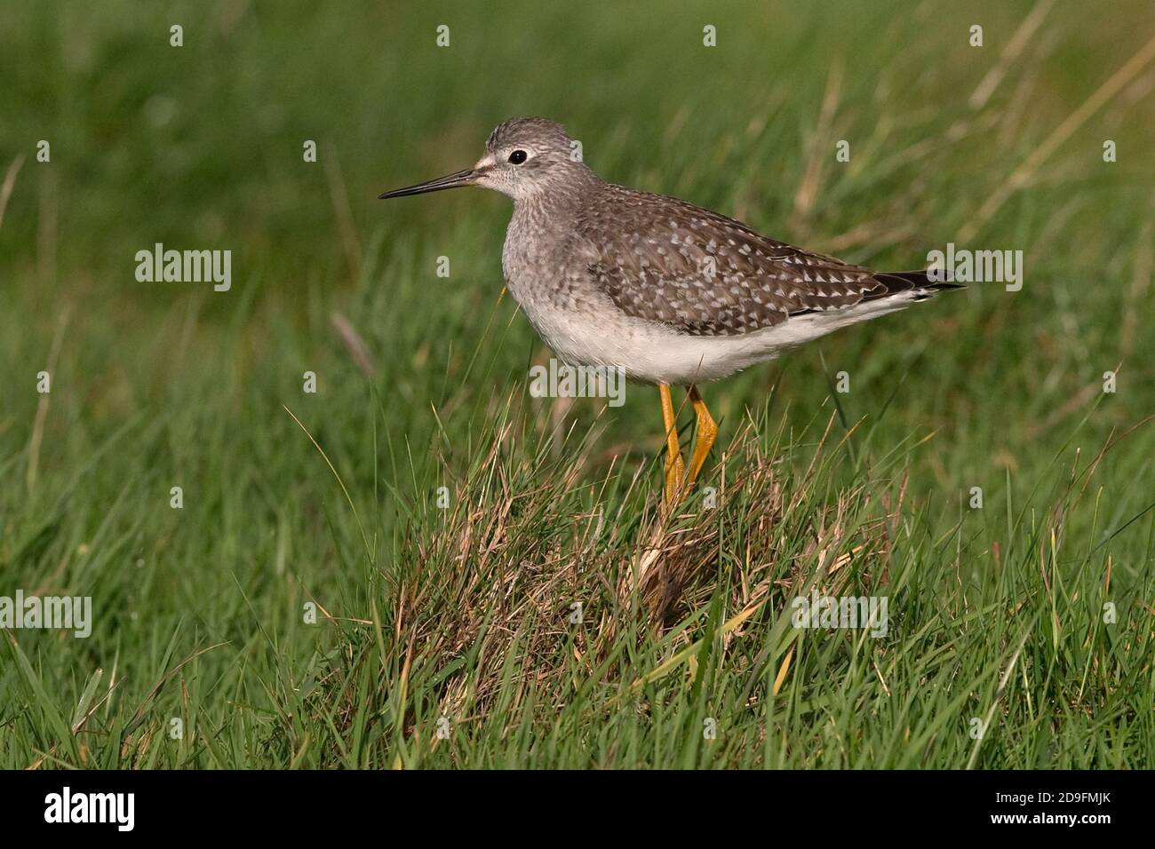 Lesser Yellowlegs (Tringa flavipes) Stock Photo