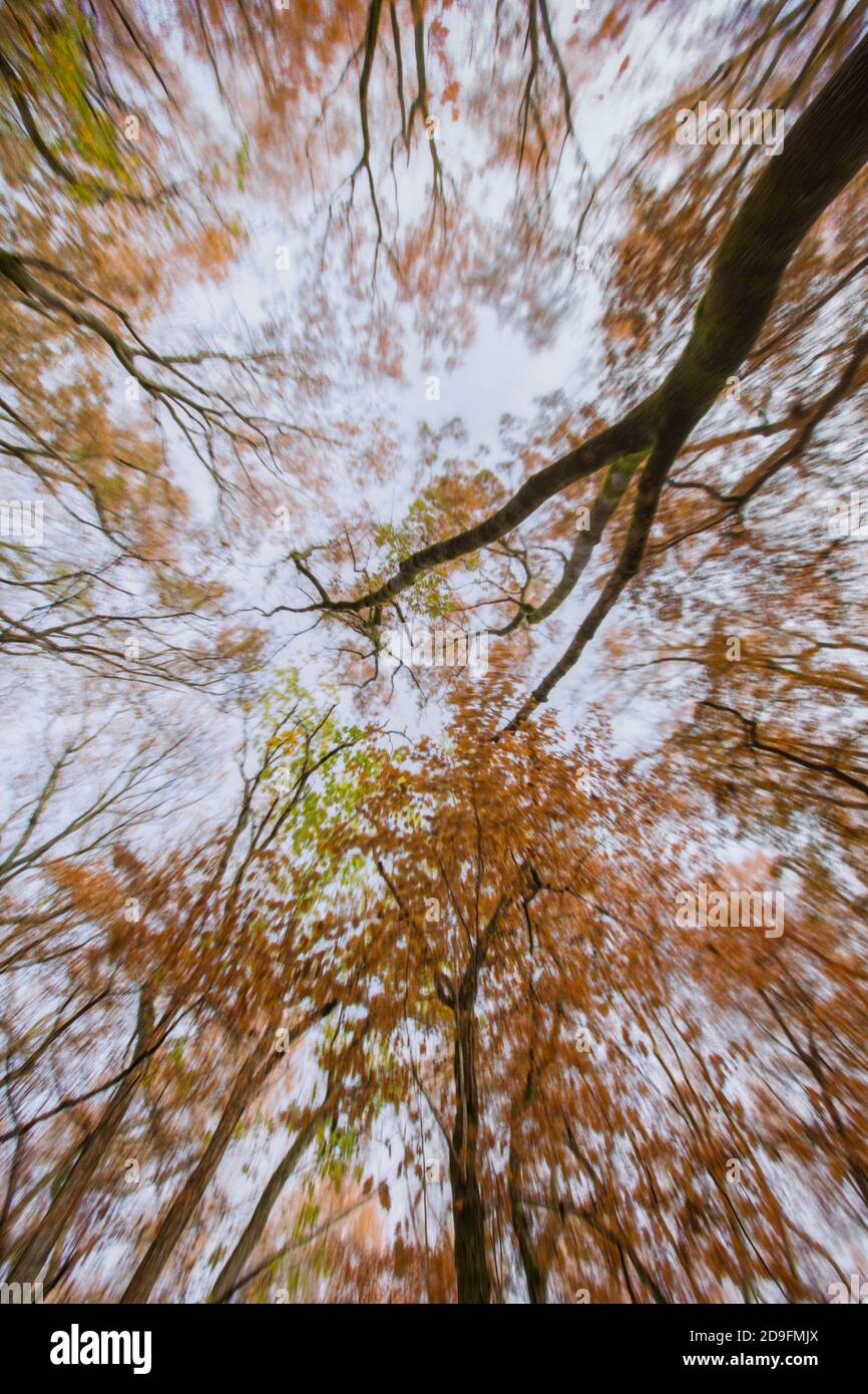 Autumn deciduous forest. City Park. Stavropol. Caucasus. Stock Photo