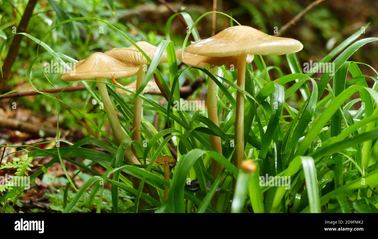 Group of mushrooms among the forest vegetation Stock Photo