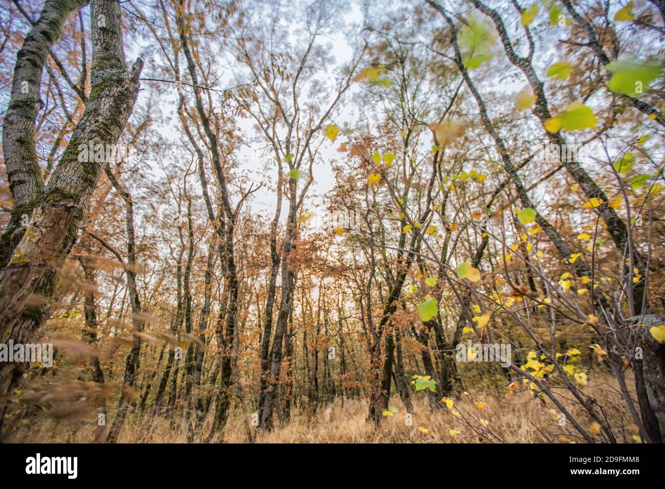 Autumn deciduous forest. City Park. Stavropol. Caucasus. Stock Photo