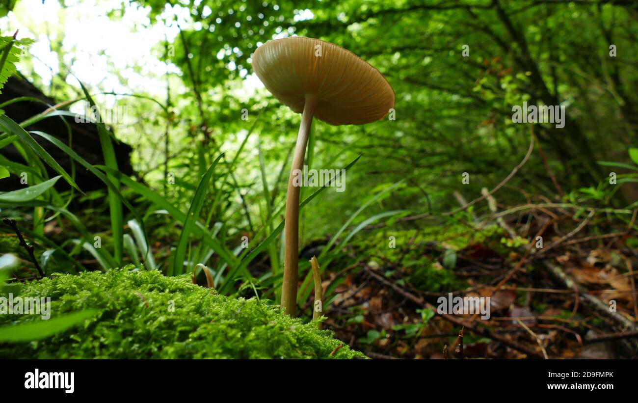 Mushrooms among the forest vegetation Stock Photo