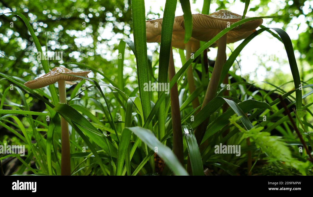 Group of mushrooms among the forest vegetation Stock Photo