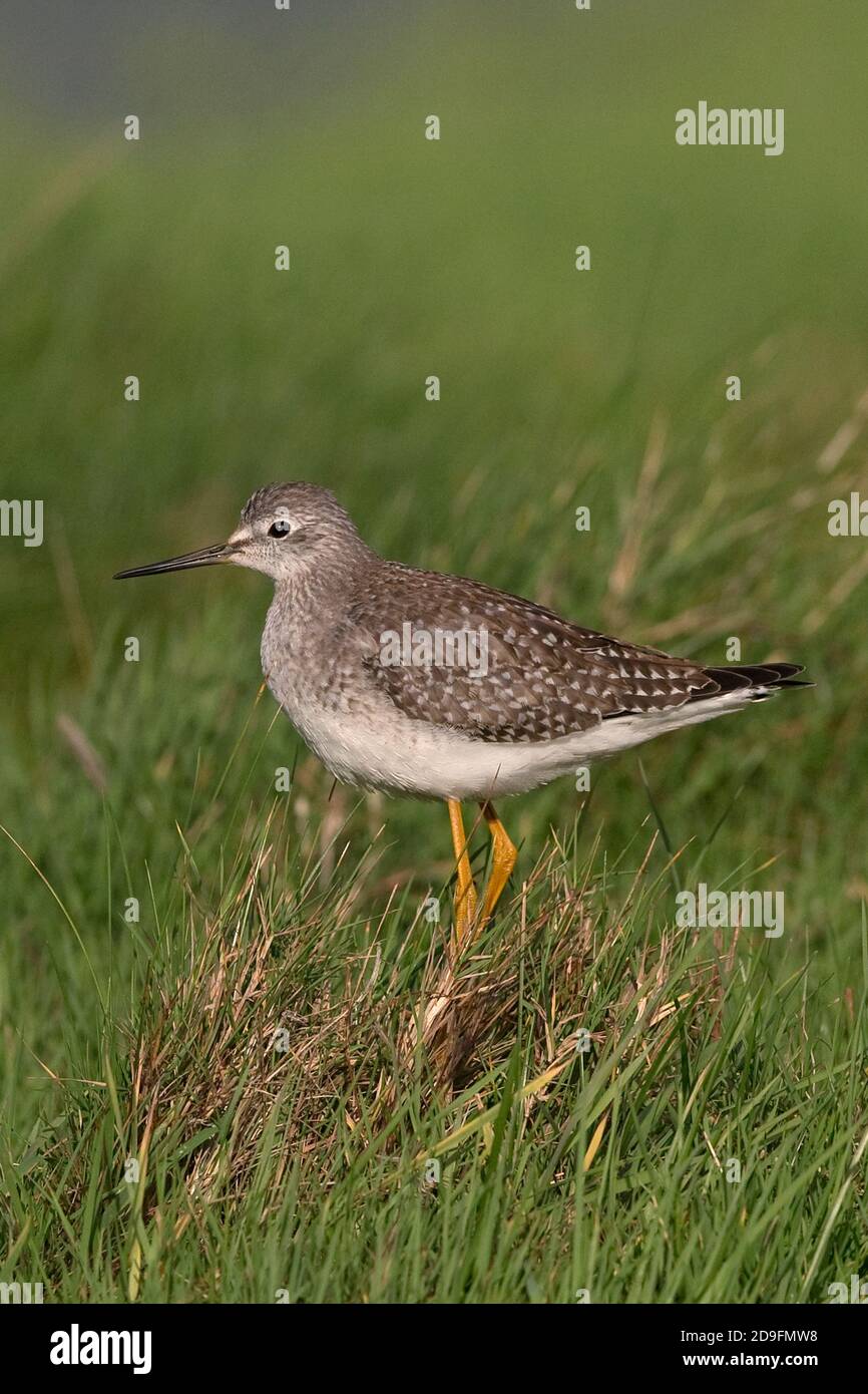 Lesser Yellowlegs (Tringa flavipes) Stock Photo