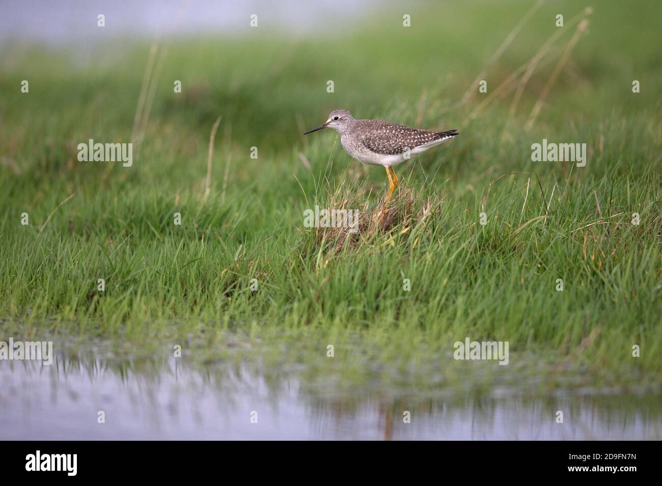 Lesser Yellowlegs (Tringa flavipes) Stock Photo