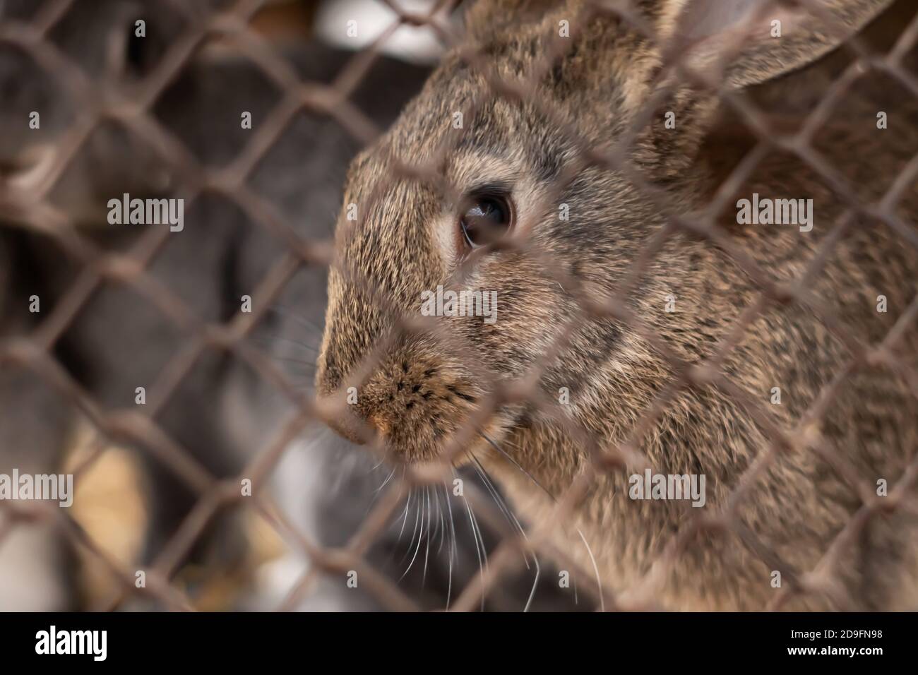 rabbits in a cage sitting on straw Stock Photo Alamy