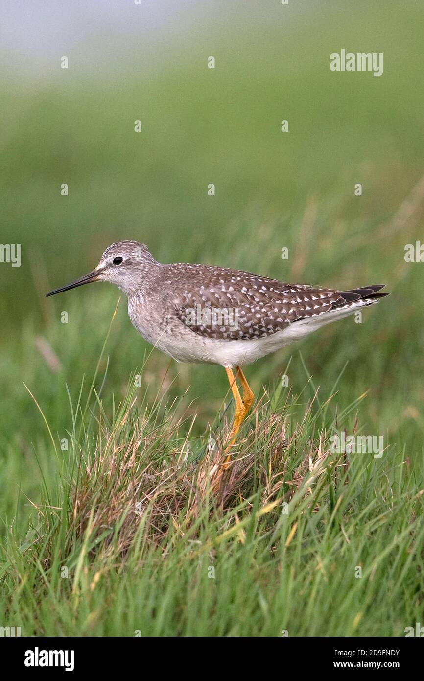 Lesser Yellowlegs (Tringa flavipes) Stock Photo