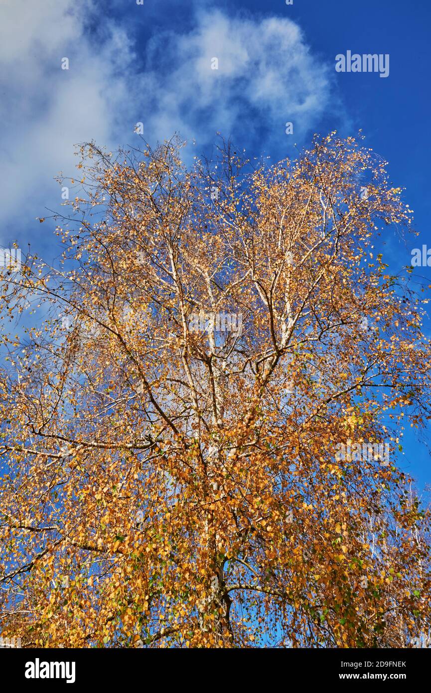 Genus Betula High Resolution Stock Photography And Images Alamy