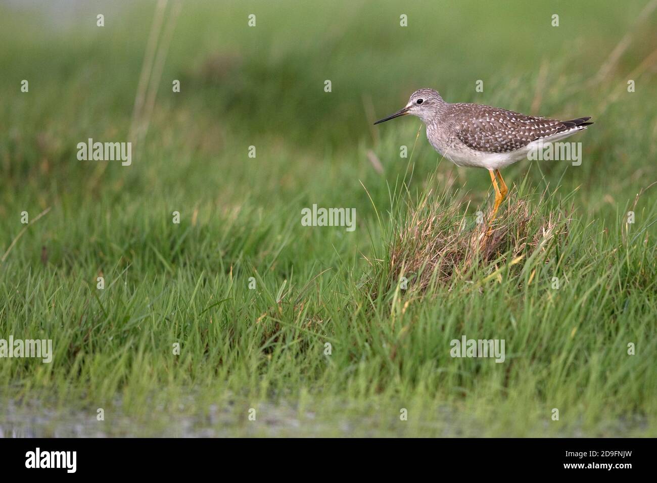 Lesser Yellowlegs (Tringa flavipes) Stock Photo