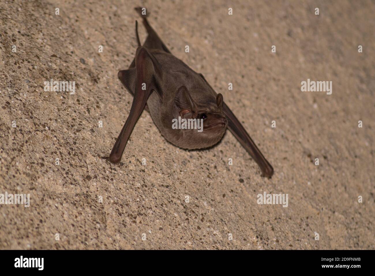 bat hanging on a wall Stock Photo Alamy