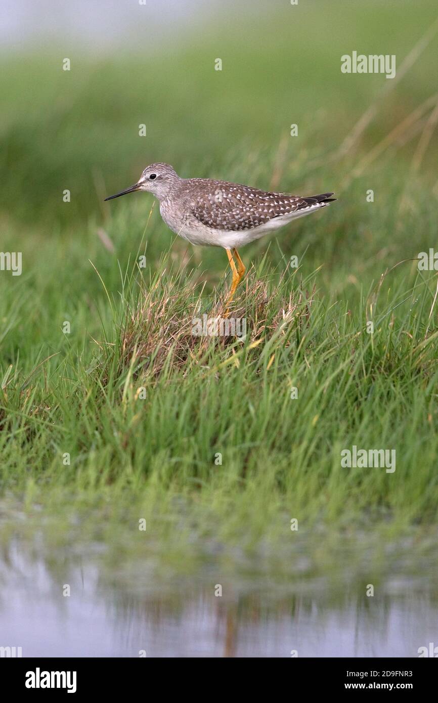 Lesser Yellowlegs (Tringa flavipes) Stock Photo
