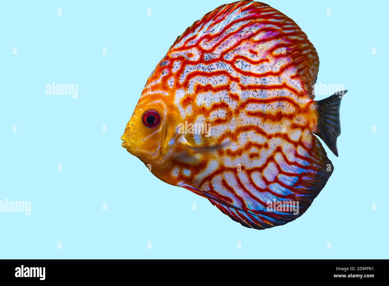 Close up view of gorgeous checkerboard red map discus aquarium fish isolated on blue background. Hobby concept. Stock Photo