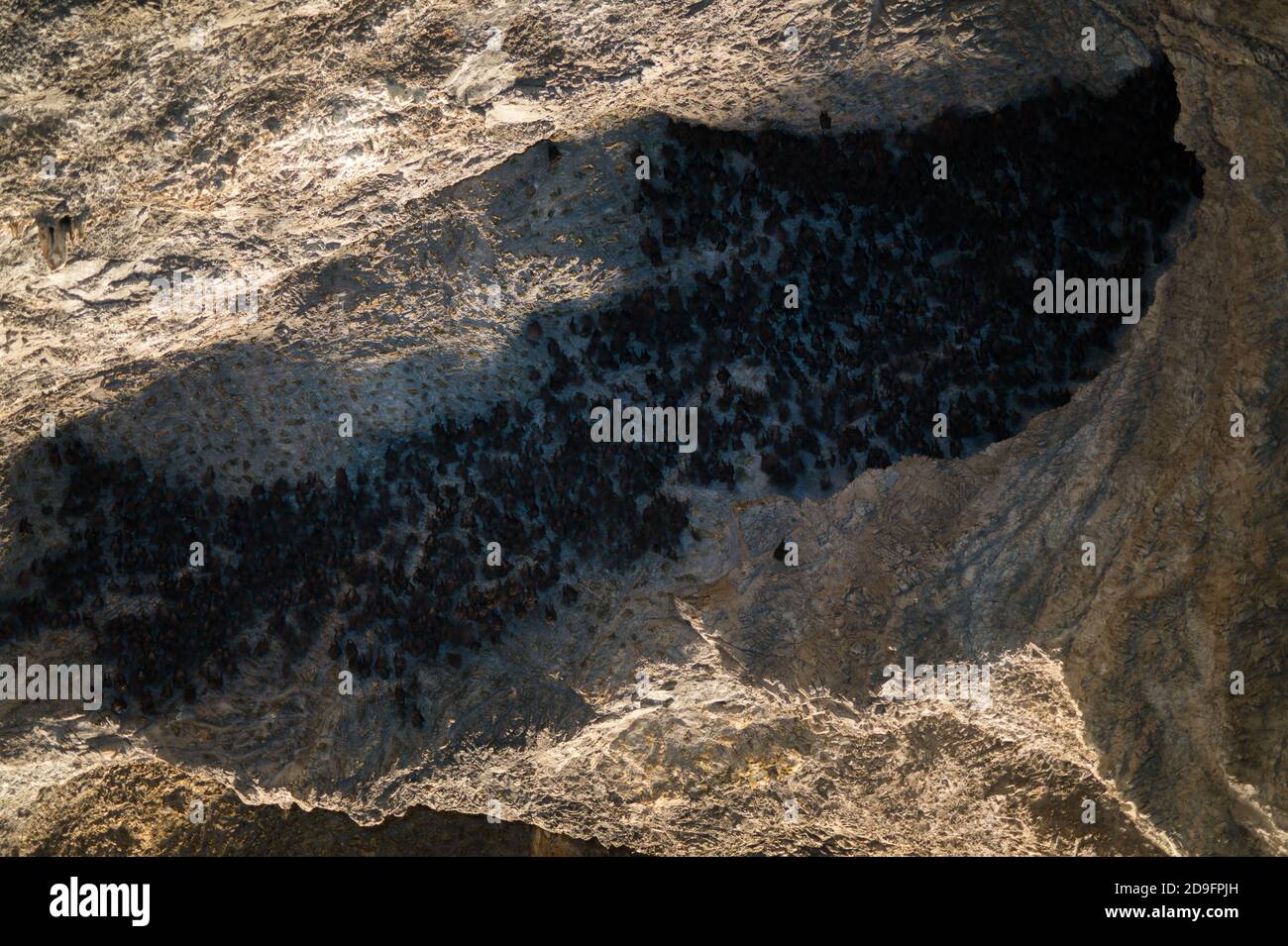 bats hanging from the ceiling of a cave Stock Photo