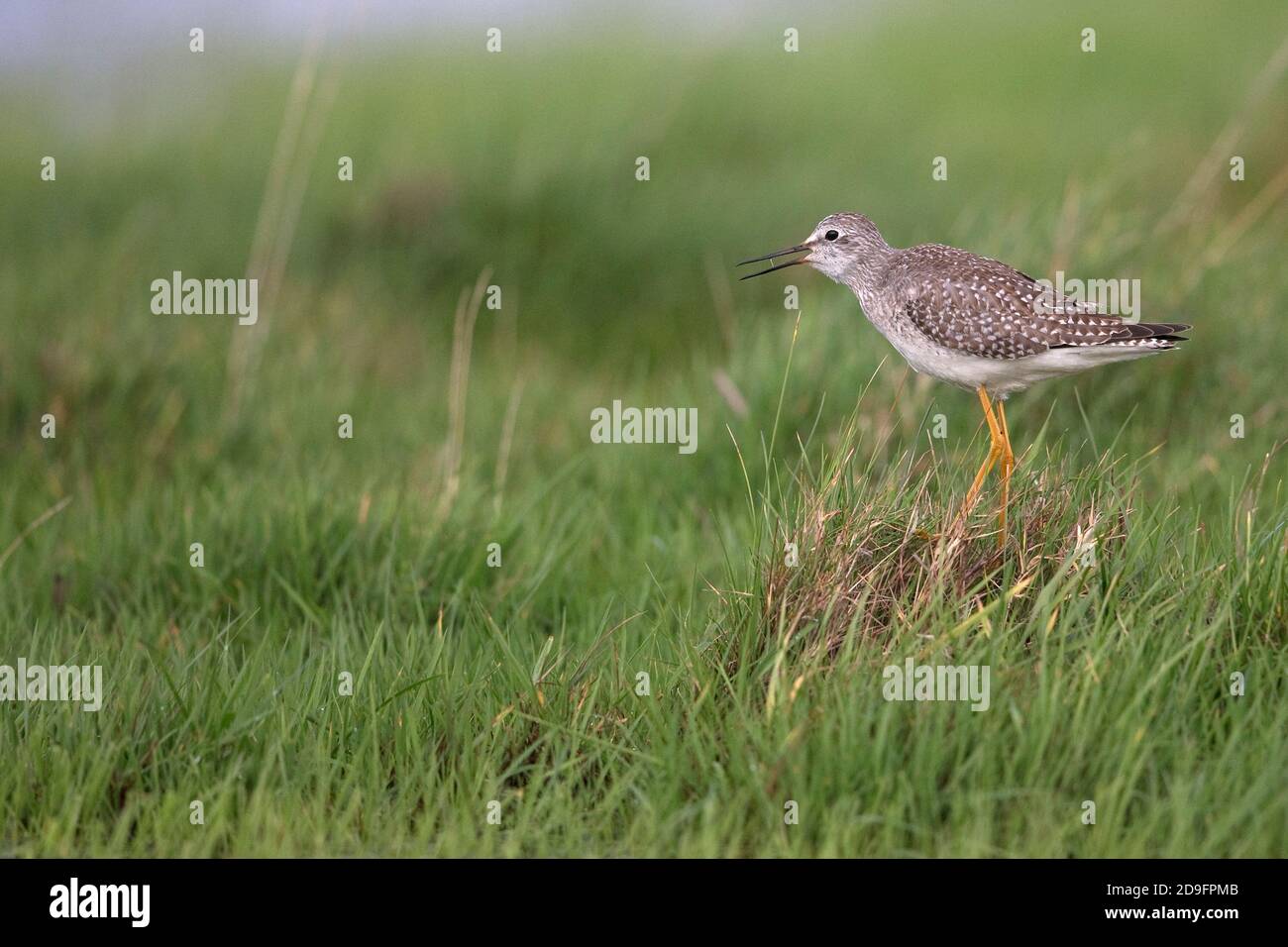 Lesser Yellowlegs (Tringa flavipes) Stock Photo