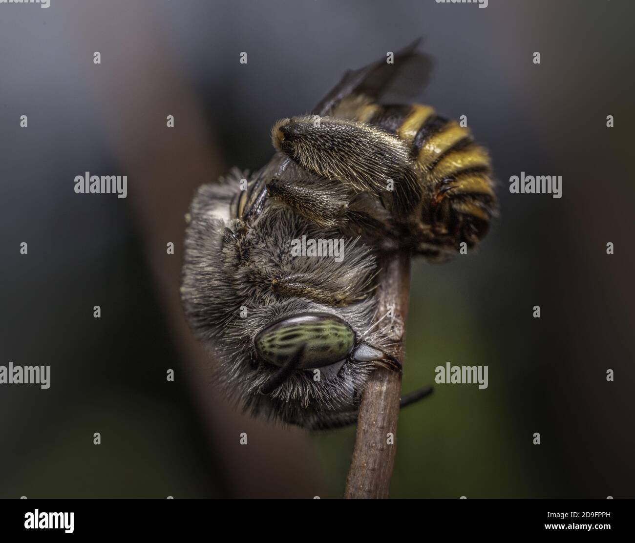 Cute bee insect hi-res stock photography and images - Alamy