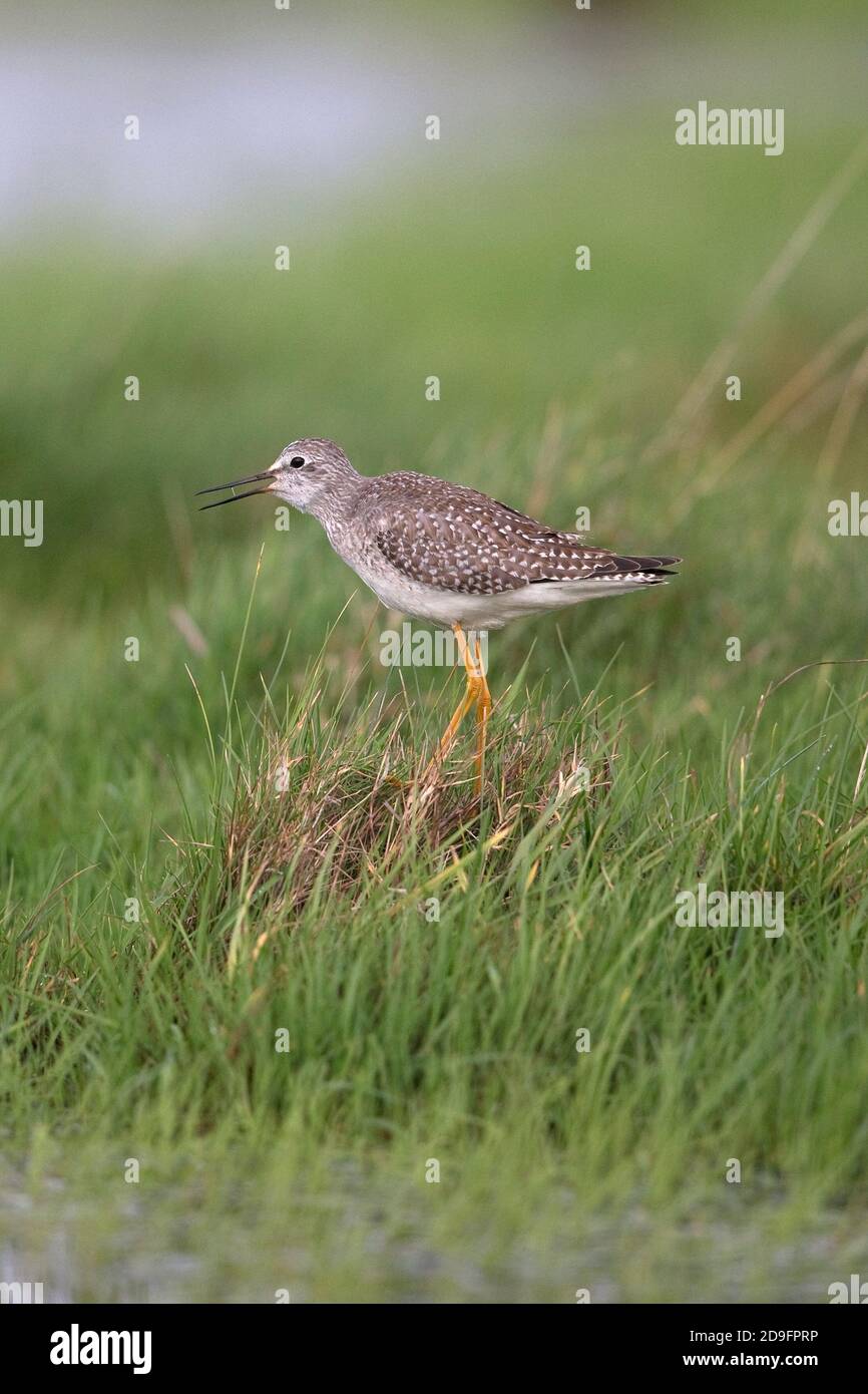 Lesser Yellowlegs (Tringa flavipes) Stock Photo