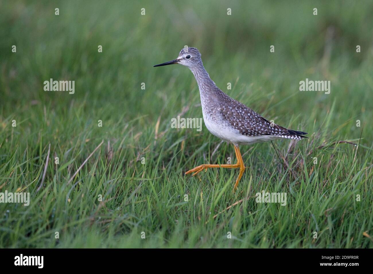Lesser Yellowlegs (Tringa flavipes) Stock Photo