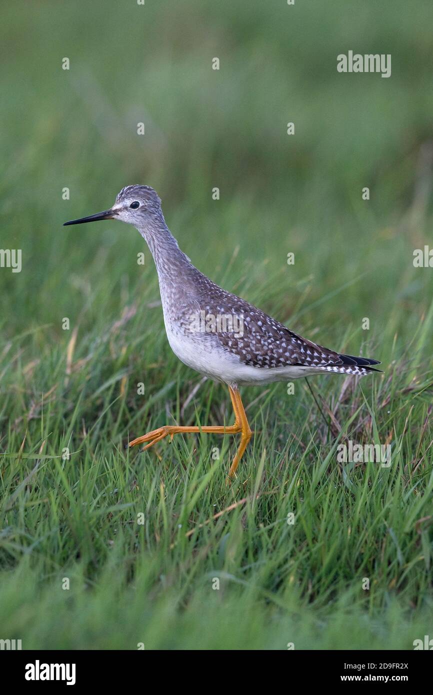 Lesser Yellowlegs (Tringa flavipes) Stock Photo
