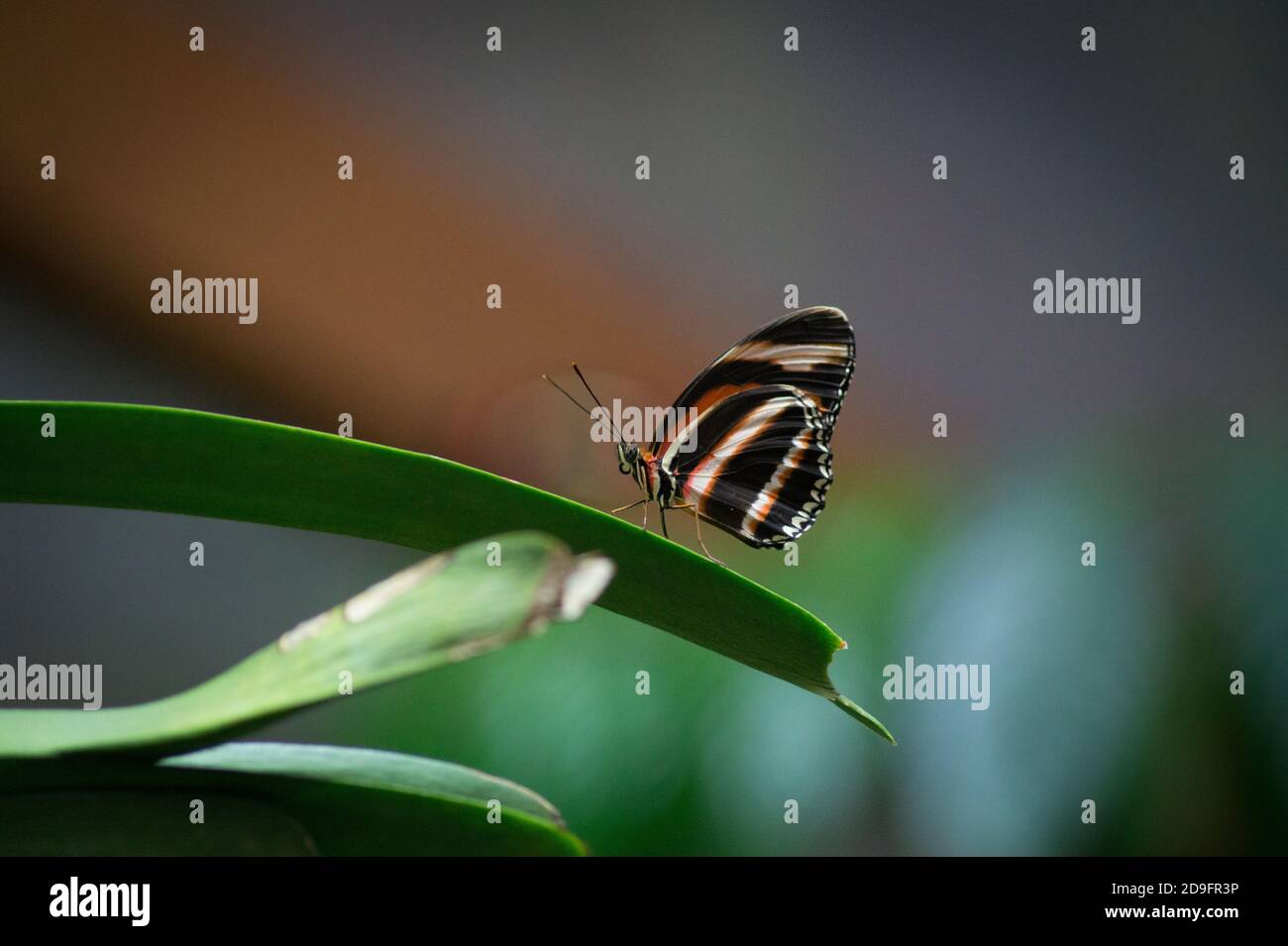 Butterfly on a blade of grass Stock Photo