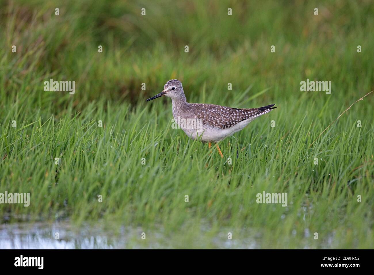 Lesser Yellowlegs (Tringa flavipes) Stock Photo