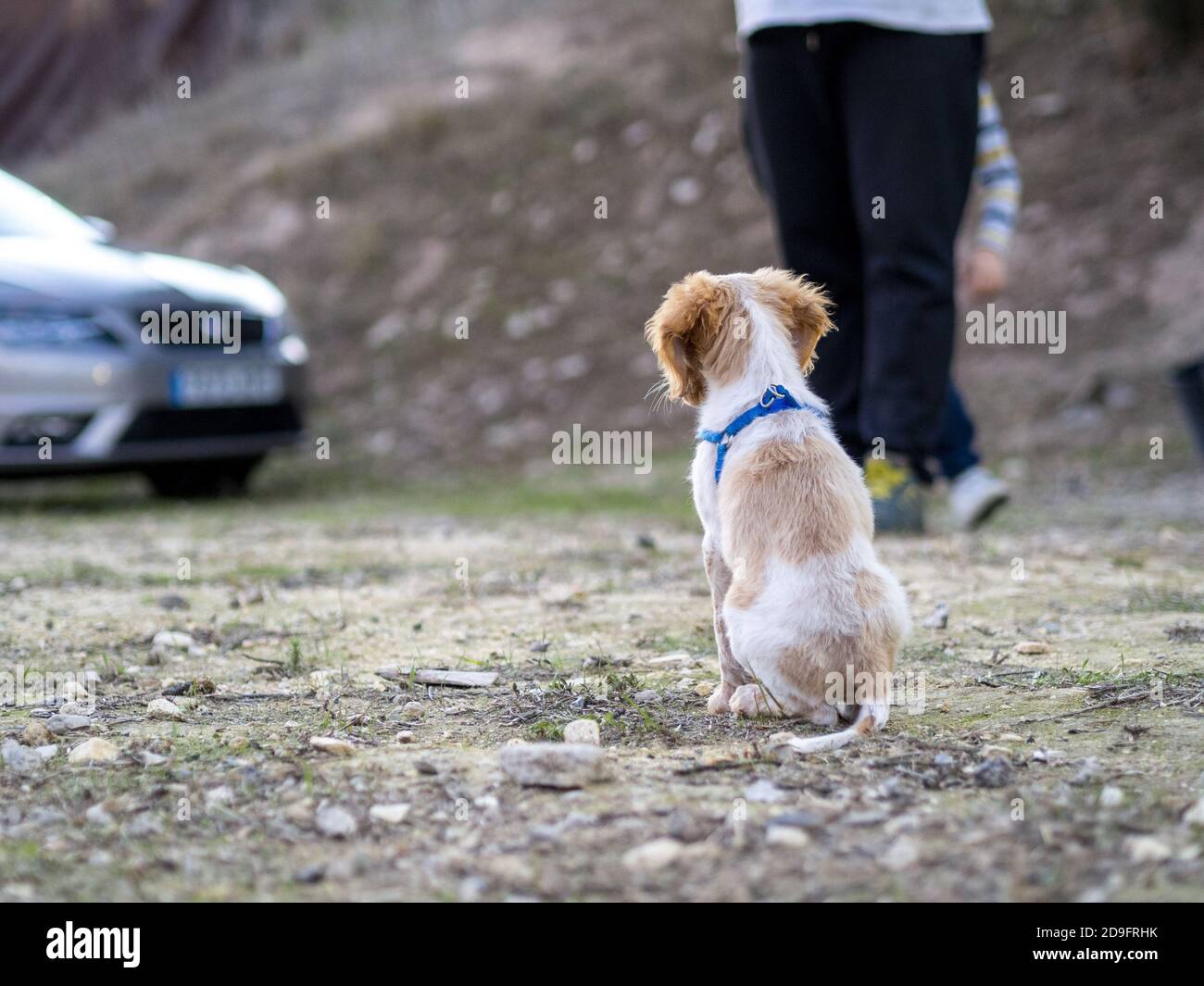 Back view of a cute Brittany puppy in a park Stock Photo