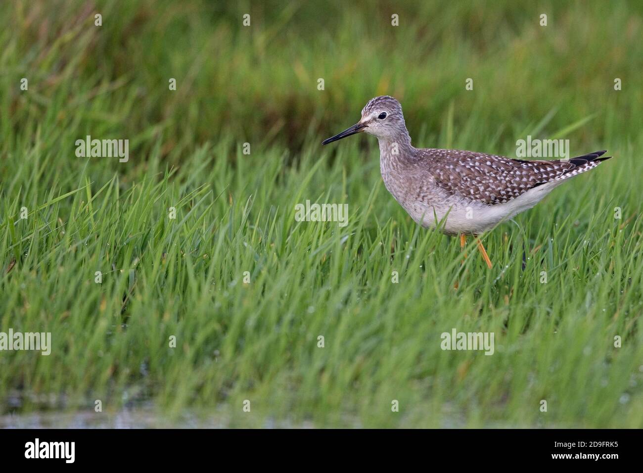 Lesser Yellowlegs (Tringa flavipes) Stock Photo