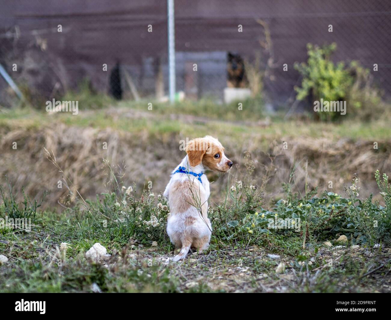 Back view of a cute Brittany puppy in a park Stock Photo