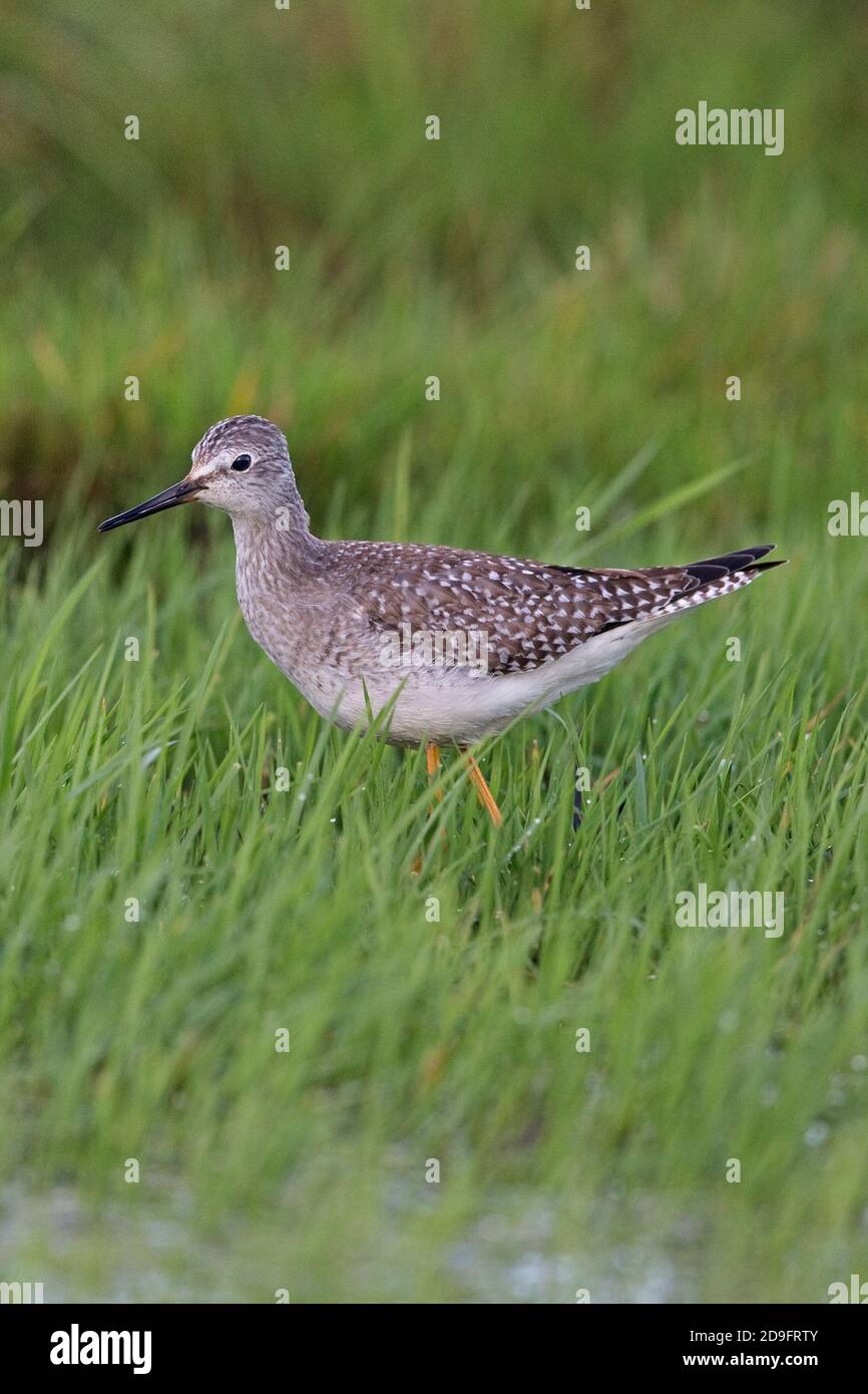 Lesser Yellowlegs (Tringa flavipes) Stock Photo