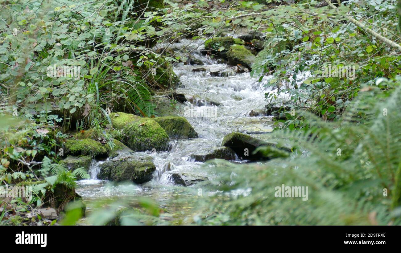 River with small waterfall among the forest vegetation Stock Photo