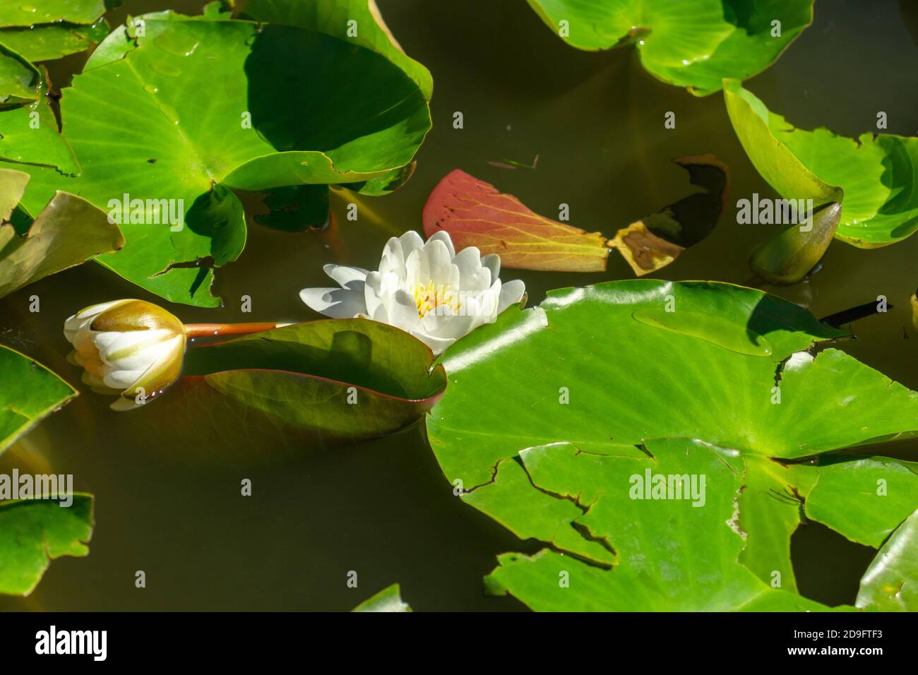 Water lilly in full bloom on Danube's delta natural reservation Stock Photo