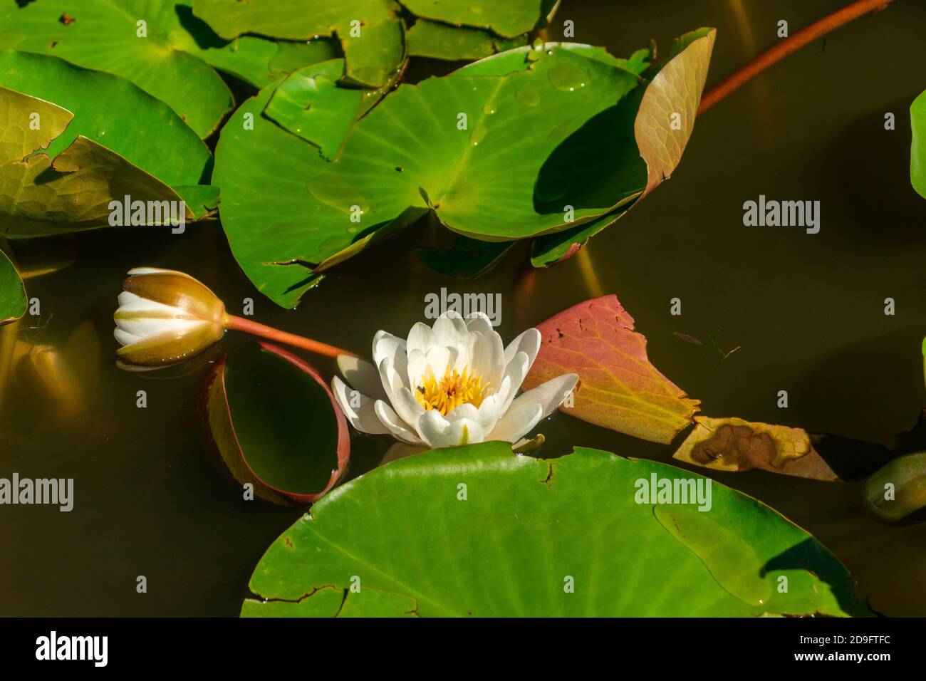Water lilly in full bloom on Danube's delta natural reservation Stock Photo