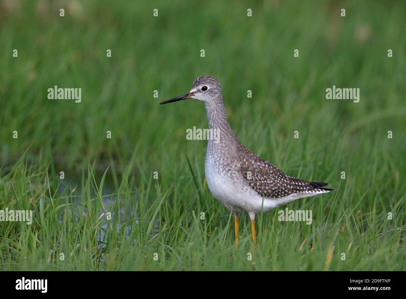 Lesser Yellowlegs (Tringa flavipes) Stock Photo