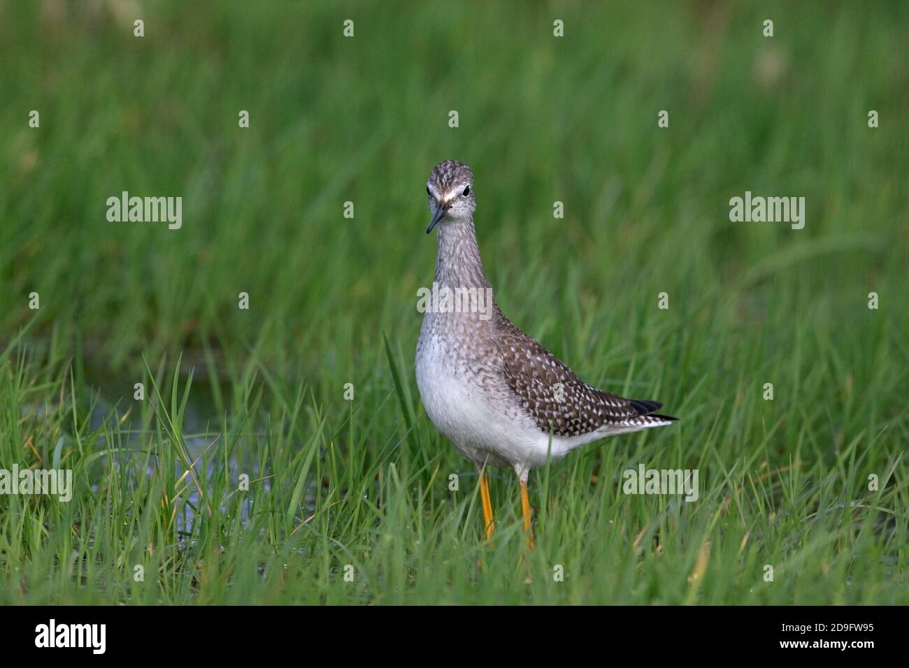 Lesser Yellowlegs (Tringa flavipes) Stock Photo