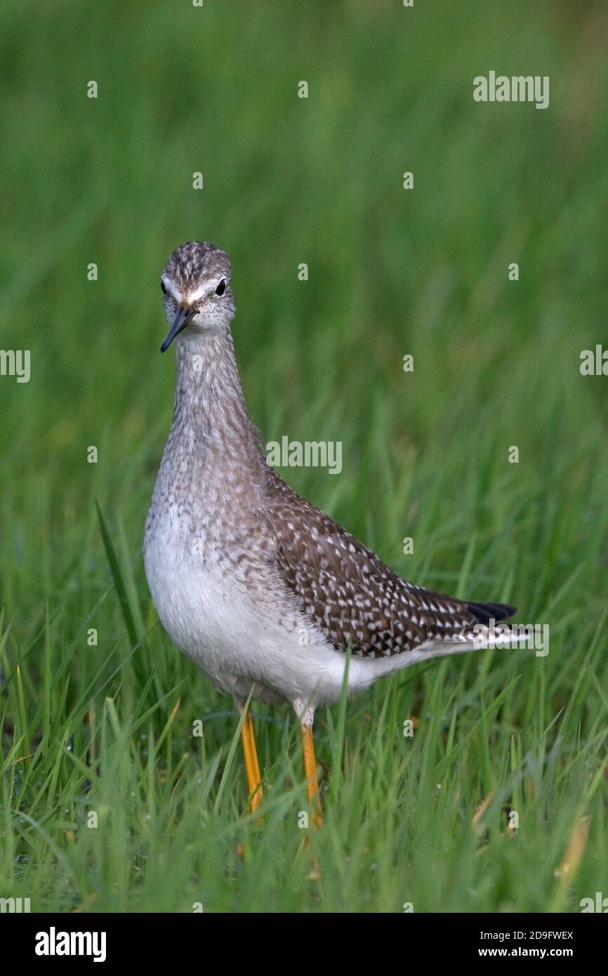 Lesser Yellowlegs (Tringa flavipes) Stock Photo