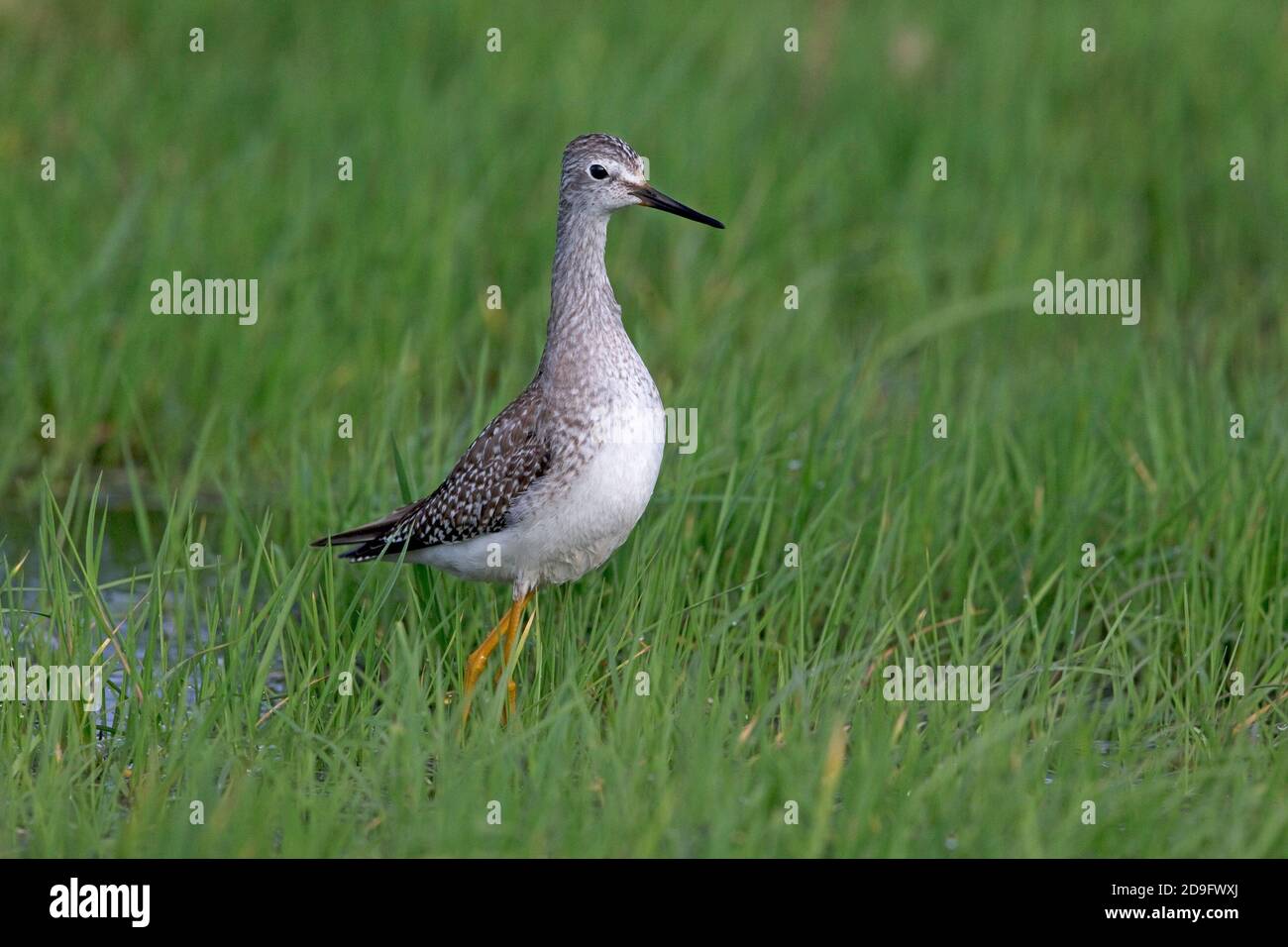 Lesser Yellowlegs (Tringa flavipes) Stock Photo