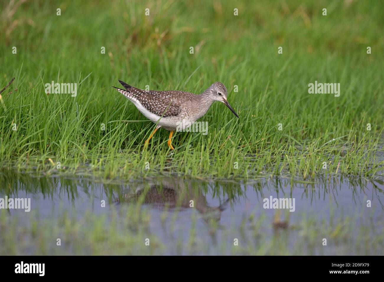 Lesser Yellowlegs (Tringa flavipes) Stock Photo