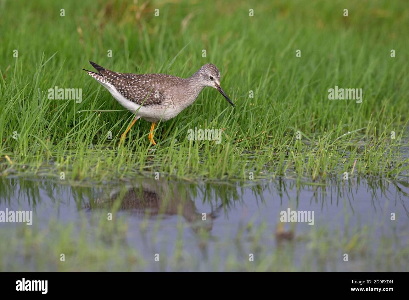 Lesser Yellowlegs (Tringa flavipes) Stock Photo