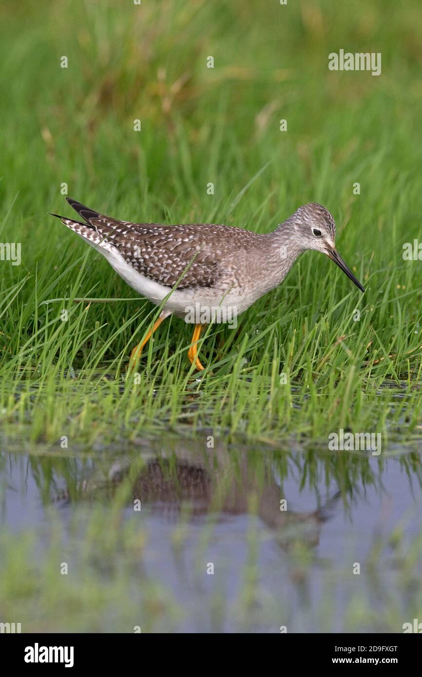 Lesser Yellowlegs (Tringa flavipes) Stock Photo